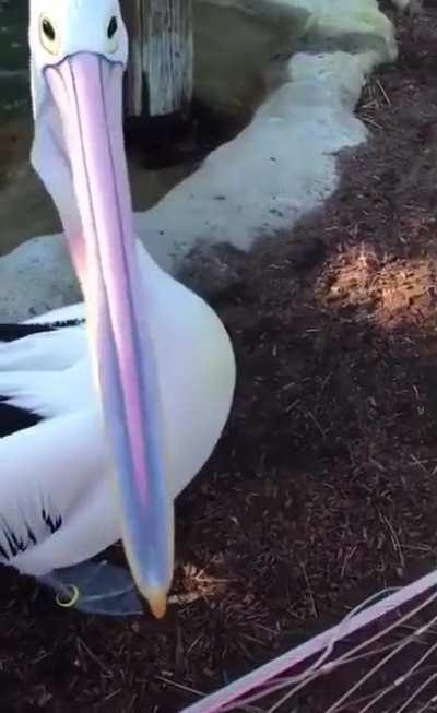 🔥 Pelican opening its mouth 🔥