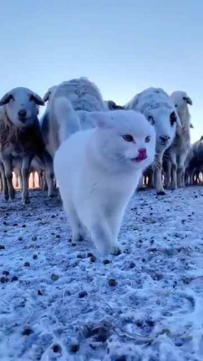 Cat guiding herd of sheep