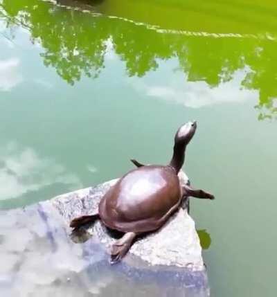 Turtle who is a morning yoga instructor