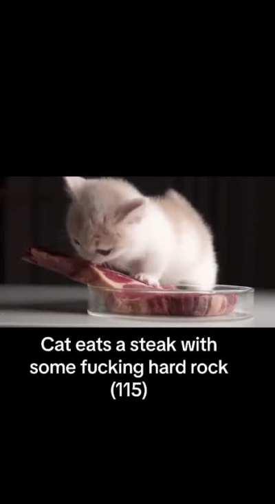 Cat eats a steak with some hard rock