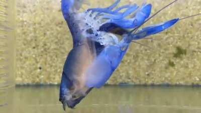 Crayfish must shed their hard exoskeletons in order to grow larger as their body size increases. During the first year of life, a crayfish molts 6 to 10 times. This number decreases to three to five times during its second year. Here we see a cobalt blue 