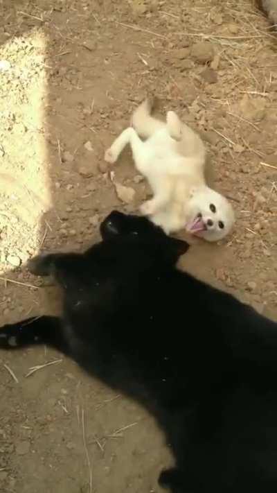 The excitement of this fennec fox, reunited with the cat he grew up with