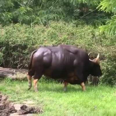 🔥 This absolute UNIT of a bull