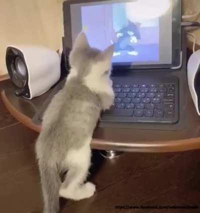 This little kitten isn't missing any movement!