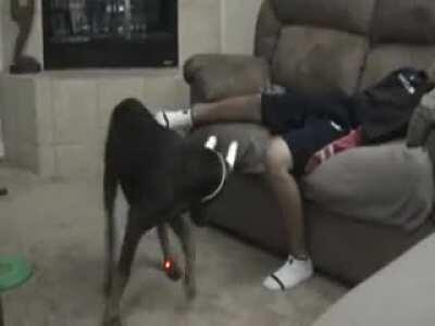 WCGW Doberman playing with a laser