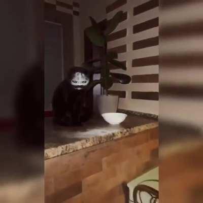 Cat sneezes into a bowl of flour.