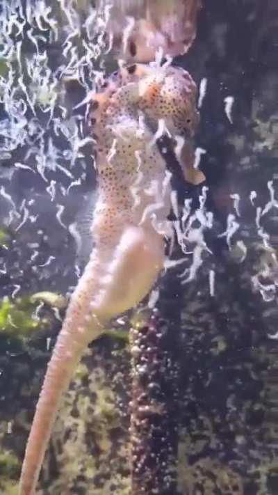 Male seahorse giving birth