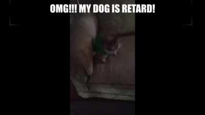 OMG MY DOG RTEAM RETARD!!!?