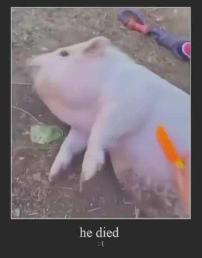 NOOO WHY PIG DIE 😫😫😩😢😳😭😭