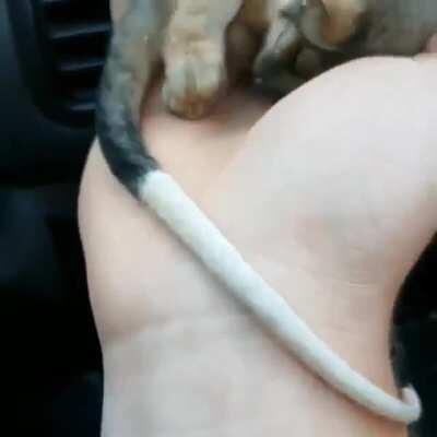 A rescued baby ringtail possum warming up in front of car heater