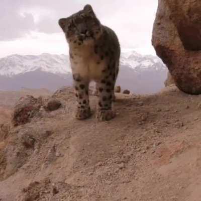 🔥 Snow leopard mother and cub on cameratrap in the beautiful mountains of Ladakh in India.