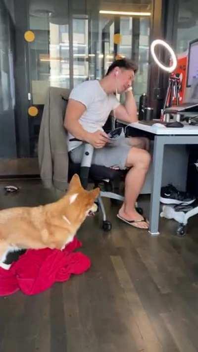 Someone call HR, the office corgi is disrupting the sales call