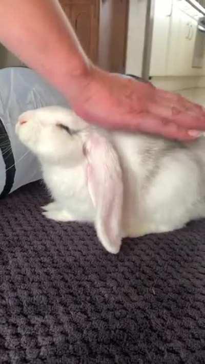 Getting the best head rubs of his life. 😆