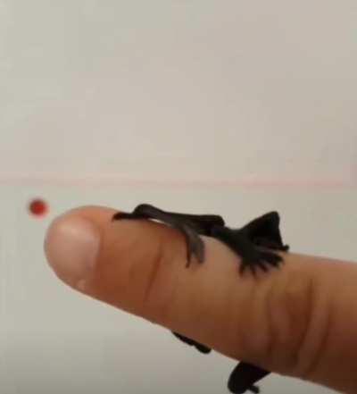 Baby bat struggling to get a hold of man’s fingers with its itty bitty tiny feet