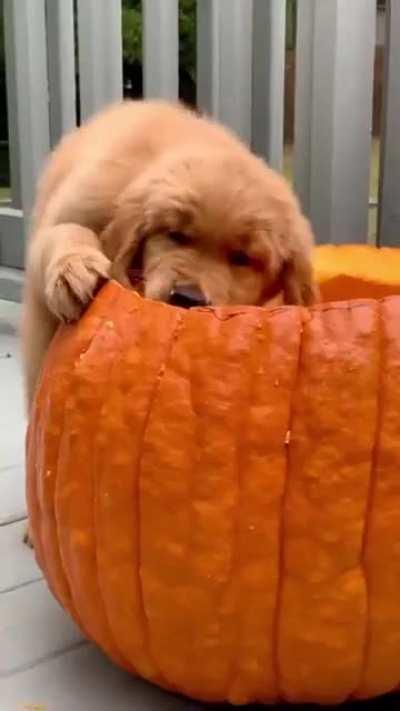 Happy pumpkin.