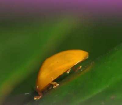 little yellow beetle