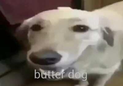 Butter dog 🥺