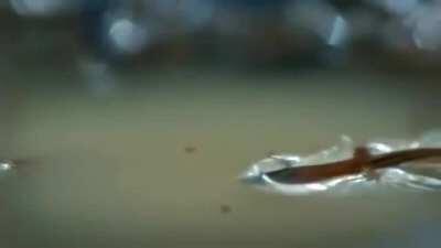 Dwarf Gecko is so small and its scales are so hydrophobic, it can stand on water without getting wet.