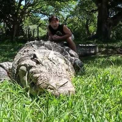 Henry the Nile Crocodile is over 120yrs old.