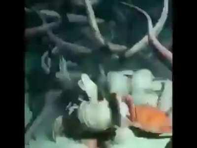 Sea purge, fuck off