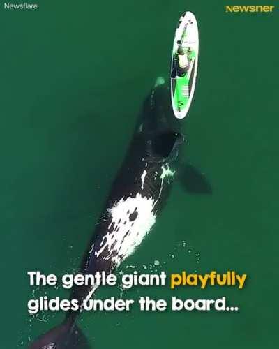 A giant whale approaches an unsuspecting paddle boarder, and the incredible encounter was captured by a drone 🐋 ❤️