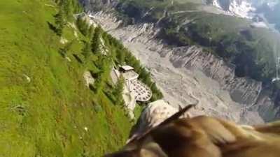 A person strapped a GoPro to an eagle!