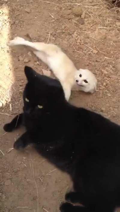 Black cat reunited with his fox best buddy