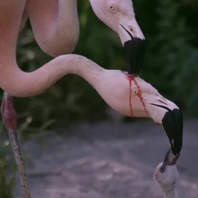 Parent flamingos produce crop milk in their digestive tracts and regurgitate it to feed young ones