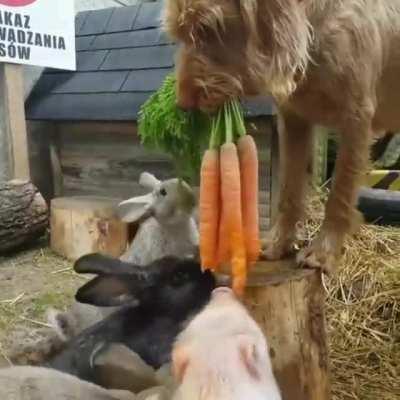 are carrots good for a karakachan dog