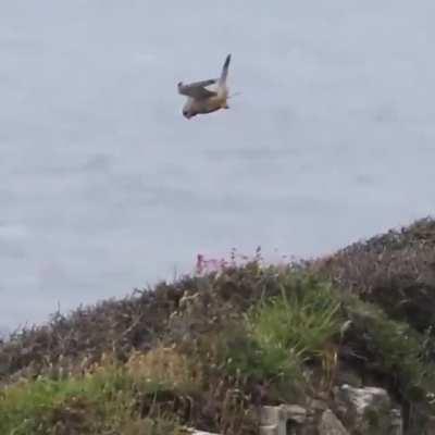 A Bird drone reaching the border of its flying zone.