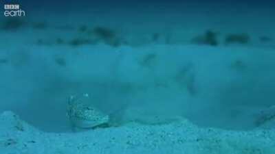 The amazing Japanese Pufferfish