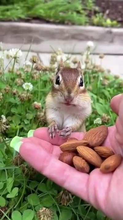 Discipline is equally important in the life of a squirrel as it is in our life.