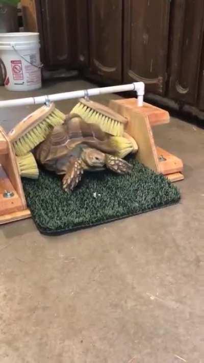 Tortoise shells have nerve endings and are sensitive to the slightest touch. This turtle at Badger Run Wildlife Rehab likes to feel her shell scratched, so a volunteer made her a scratching device.