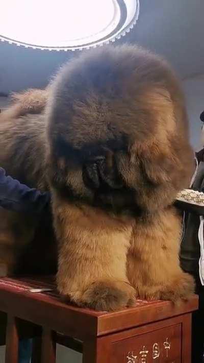 The size of this dog brought into to be groomed