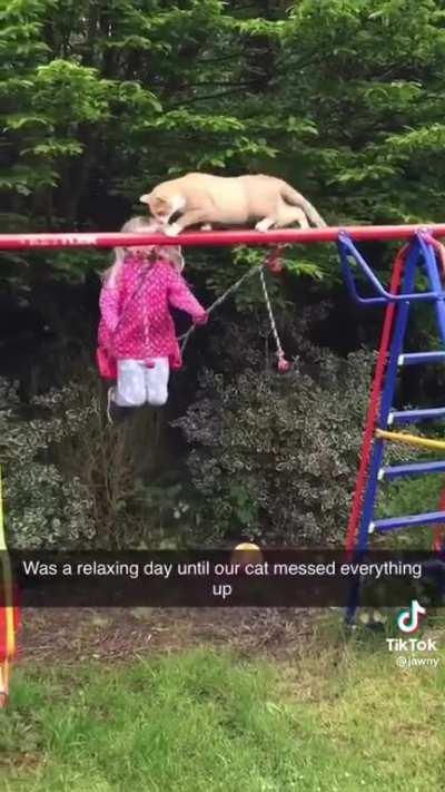 Cat takes out kid