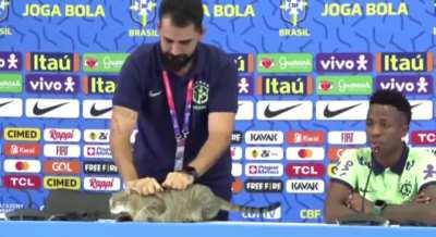 A cat invaded Vini’s press conference