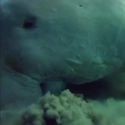 Sea Cow(Dugong), a herbivorous mammal feeding on seasgrass.