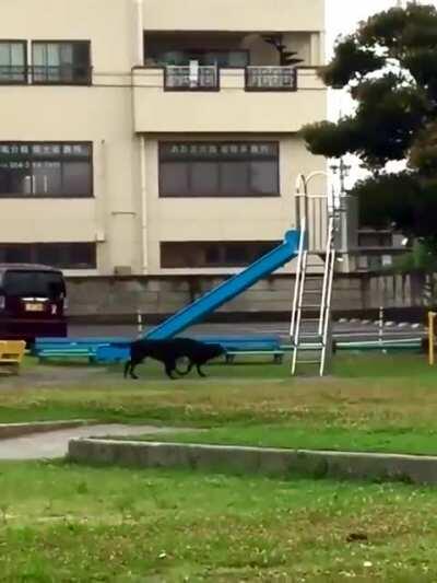 Two dogs love to play on the slide.