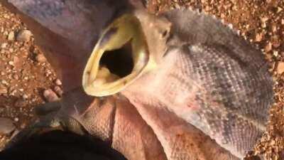 Australian Frilled-neck lizards are know for being fearless