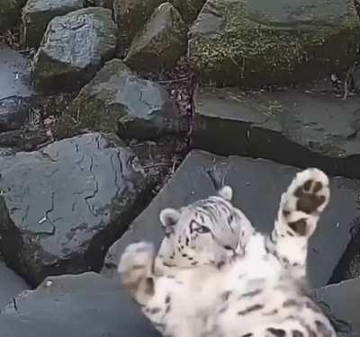 A video camera was installed in the enclosure. The first reaction of the snow leopard: