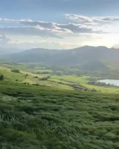 Stunning waves of grass in Italy