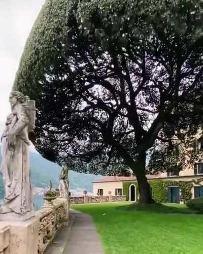 Impressive Holm Oak Known as The Umbrella Tree, Italy