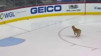 Retriever plays fetch on ice before NHL game