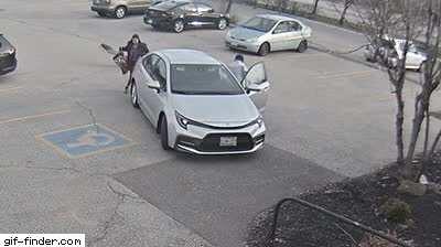 Protective Goose Attacks Girl in Parking Lot