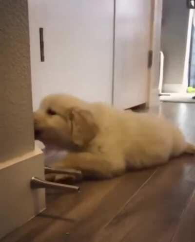 Pup playing with door boinger