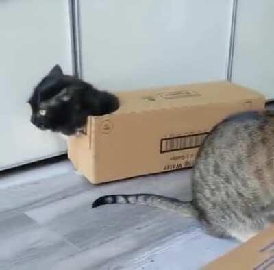 Box cat!