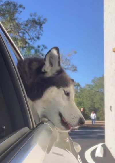 Husky got mad when his donut fell