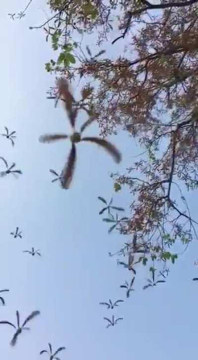 Sal “Helicopter” Tree shedding its leaves