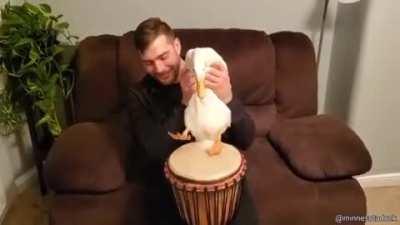 Duck percussionist going nuts!