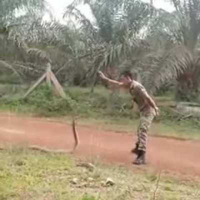 Brave Malaysian soldier catching king cobra.